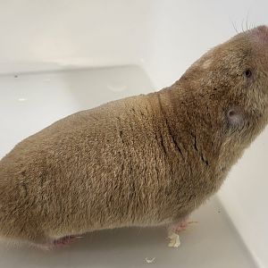 Mechow's mole-rat