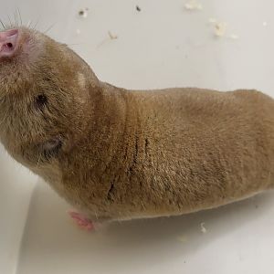 Mechow's mole-rat