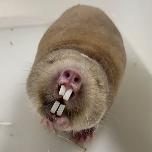 Mechow's mole-rat