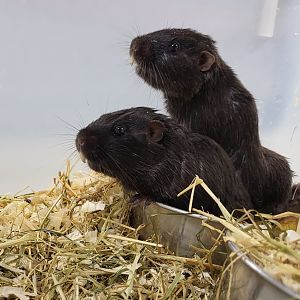 Coruro's - Spalacopus cyanus