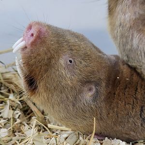 Mechow's mole-rat