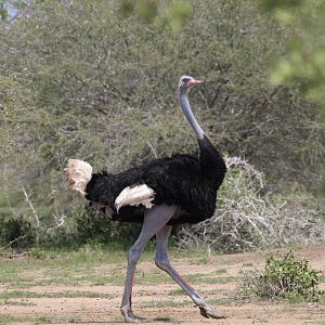 Somali Ostrich