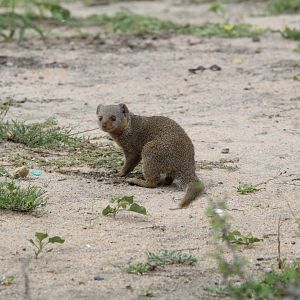 Somali Dwarf Mongoose
