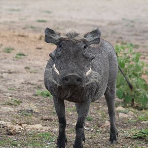 Somali Desert Warthog