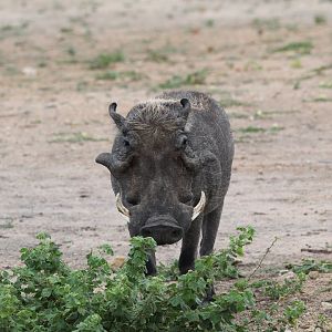 Somali Desert Warthog