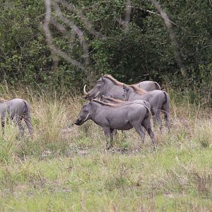 Somali Desert Warthogs