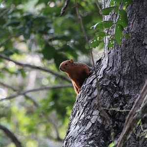 Red-Bellied Bush Squirrel