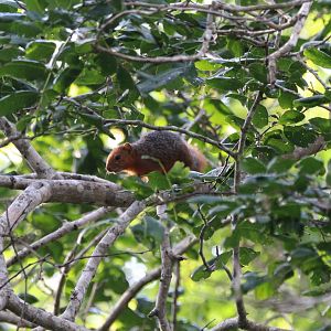 Red-Bellied Bush Squirrel