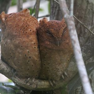 Sokoke Scops-Owl