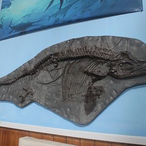 Model of Ichthyosaur fossil, The Dinosaur House (Raetihi)