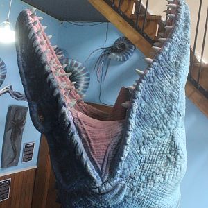 Model of Mosasaur, The Dinosaur House (Raetihi)