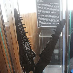 Model of Tylosaurus skull, The Dinosaur House (Raetihi)