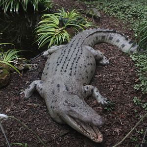 Model of Deinosuchus, The Dinosaur House (Raetihi)