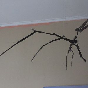 Model of Quetzalcoatlus fossil, The Dinosaur House (Raetihi)