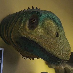 Model of Camarasaurus, The Dinosaur House (Raetihi)