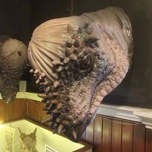Model of Pachycephalosaurus, The Dinosaur House (Raetihi)