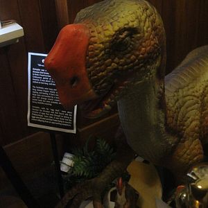 Animatronic of Oviraptor, The Dinosaur House (Raetihi)