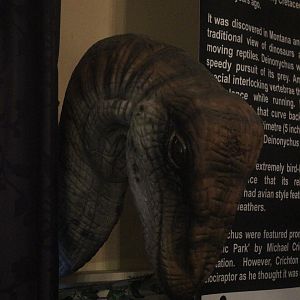 Model of Deinonychus, The Dinosaur House (Raetihi)