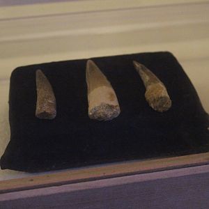 Fossil Teeth of Spinosaurus, The Dinosaur House (Raetihi)