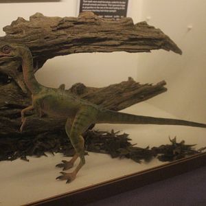 Model of Compsognathus, The Dinosaur House (Raetihi)