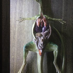 Model of Compsognathus internal anatomy, The Dinosaur House (Raetihi)