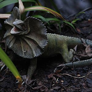Model of Frilled Lizard, The Dinosaur House (Raetihi)