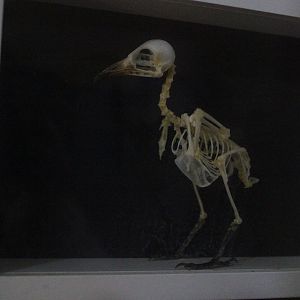 Skeleton of Yellow-vented Bulbul, The Dinosaur House (Raetihi)