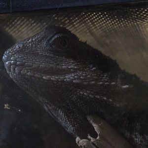 Eastern Water Dragon, The Dinosaur House (Raetihi)