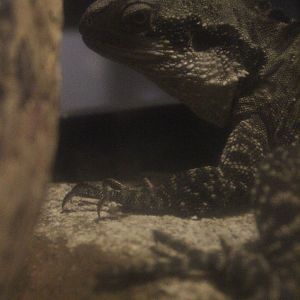 Eastern Water Dragon, The Dinosaur House (Raetihi)