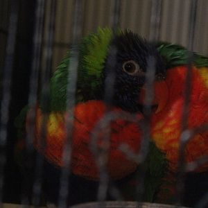 Rainbow Lorikeet pair, The Dinosaur House (Raetihi)