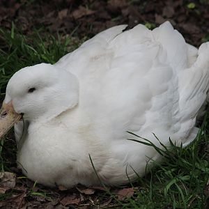 Domestic Mallard, The Dinosaur House (Raetihi)