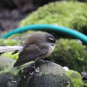 New Zealand Fantail (wild), The Dinosaur House (Raetihi)