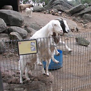 Nowra 2011 - Domestic Goats, Domestic Chickens and Domestic Sheep
