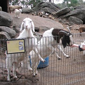Nowra 2011 - Domestic Goats, Domestic Chickens and Domestic Sheep