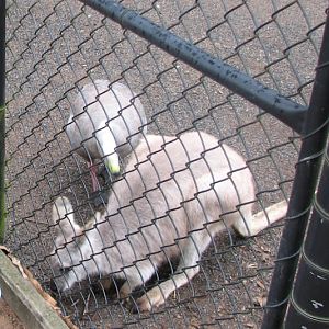 Nowra 2011 - Common Wallaroo and Cape Barren Goose