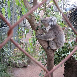 Nowra 2011 - Southern Koala