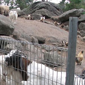 Nowra 2011 - Domestic Goats, Domestic Chickens and Domestic Sheep