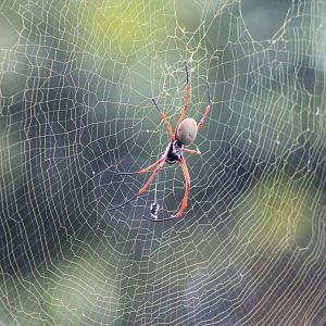 Pacific Golden Orb-Weaver (Trichonephila [Nephila] plumipes)