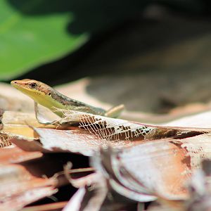 Pacific Green-bellied Tree Skink (Emoia cyanogaster)