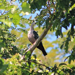 Pacific Imperial Pigeon (Ducula pacifica pacifica)