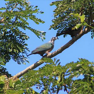 Pacific Imperial Pigeon (Ducula pacifica pacifica)