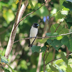 White-breasted Woodswallow (Artamus leucorynchus tenuis)