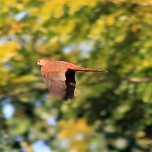 MacKinlay's Cuckoo-Dove (Macropygia mackinlayi mackinlayi)