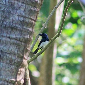 New Caledonian Flycatcher (Myiagra caledonica marinae) - male