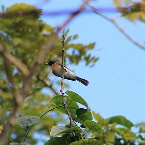 New Caledonian Flycatcher (Myiagra caledonica marinae) - female