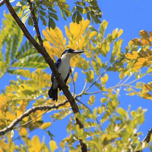 Pacific Kingfisher (Todiramphus sacer santoensis)