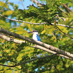 Pacific Kingfisher (Todiramphus sacer santoensis)