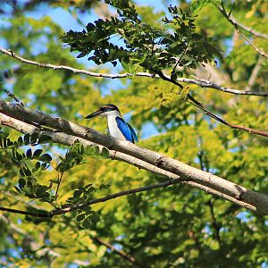 Pacific Kingfisher (Todiramphus sacer santoensis)