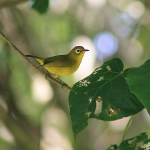 Yellow-fronted White-eye (Zosterops flavifrons brevicauda)