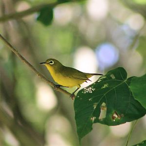 Yellow-fronted White-eye (Zosterops flavifrons brevicauda)